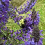 bumble bee on flowers
