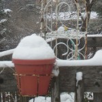 snowy-garden
