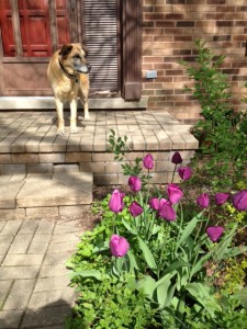 jack and tulips