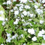 forget-me-nots