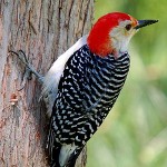 300px-red-bellied_woodpecker_on_tree