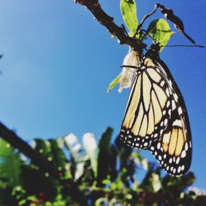 butterfly transformation