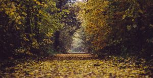autumn-trail